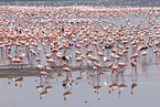 colonyof lesser flamingos